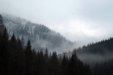 Alçak yalancı bulut ve frost ormanlık dağ yamacı