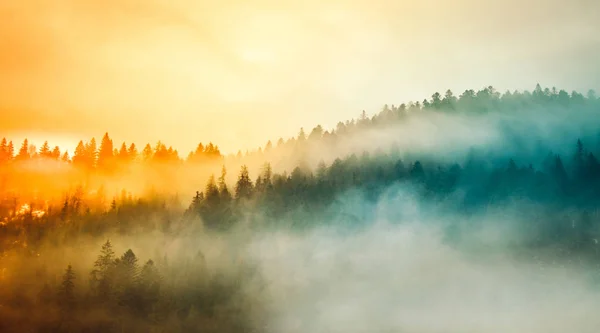 Salida del sol en la ladera boscosa de la montaña con una nube baja —  Fotos de Stock