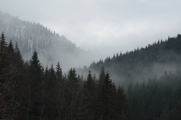 Лесной склон в низко лежащих облаках с вечнозелеными хвойными породами, окутанными туманом в живописный пейзаж