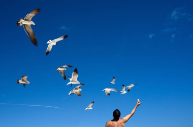 Yaz parlak mavi gökyüzü altında martılar adam yayınları.