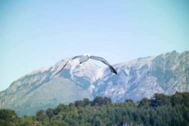 Arazinin üzerinde uçan martılar.