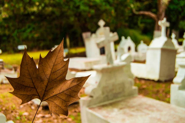 Beyaz bir mezarlıkta sonbahar yaprağı