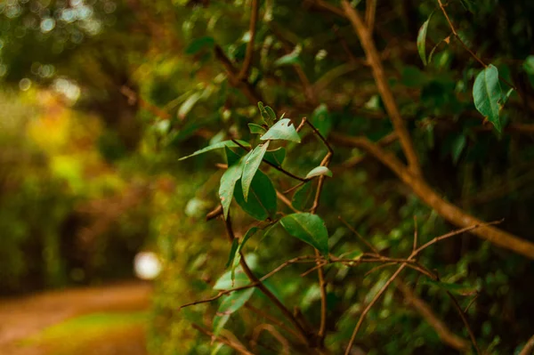 Ormanda yeşil yapraklar