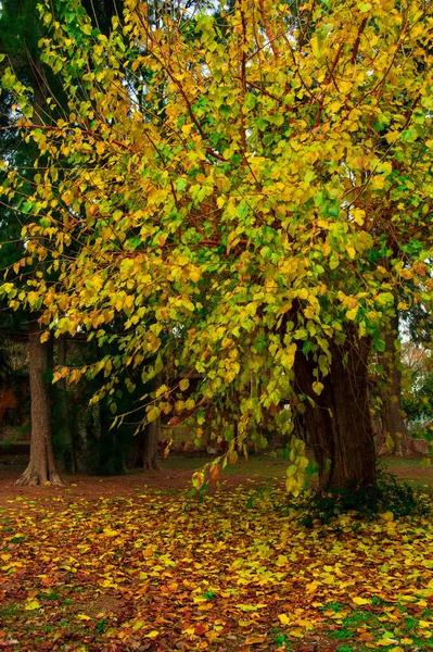 sonbahar ormanda ağacı.