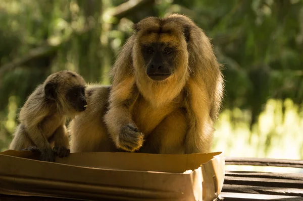 Maymun yavrusunu besliyor.