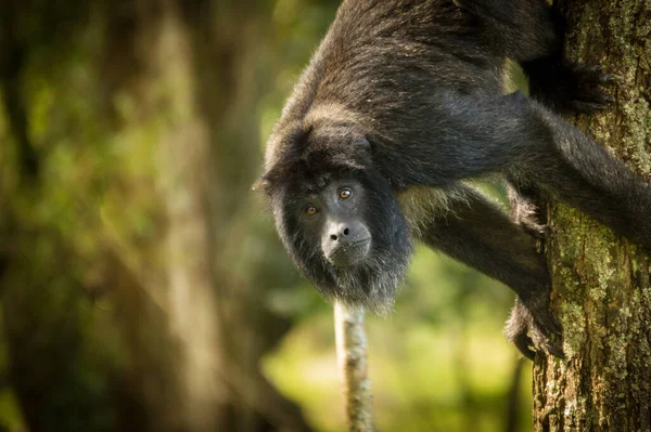 Kameraya bakarak maymun.