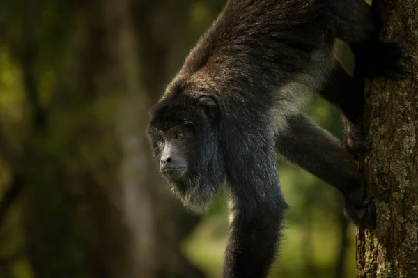 Ağaçtan inen maymun.