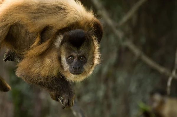 Örümcek maymun kameraya bakıyor..