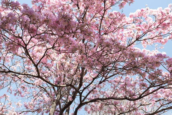 çiçek açması pembe sacura ağaç. 