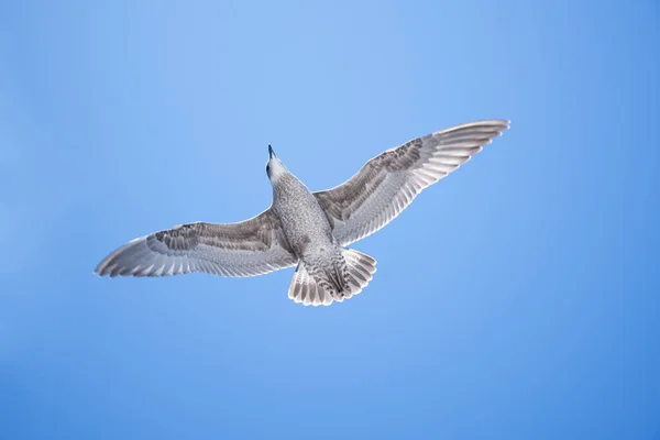 Seagulls Sky — Stock Photo, Image