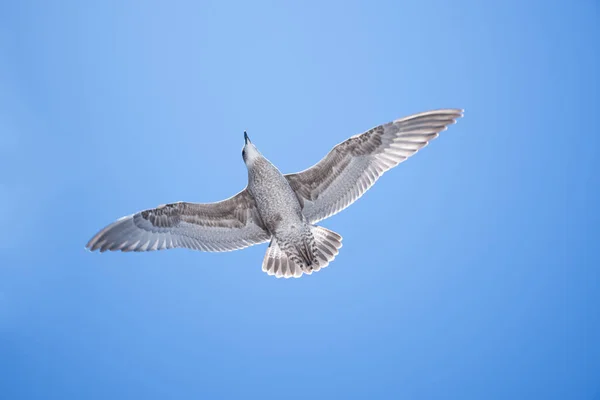 Mouettes Dans Ciel — Photo