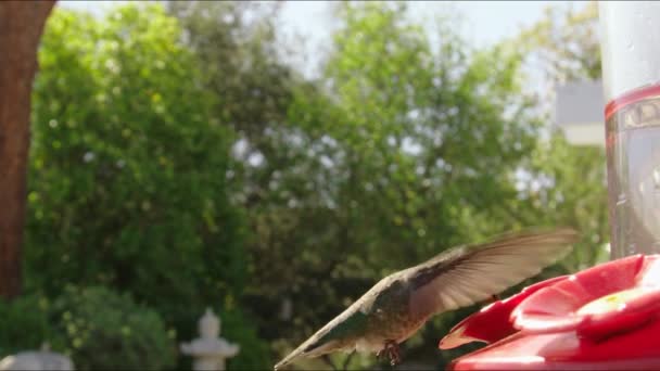 Sinek Kuşu Yavaş Hareket Uçuş — Stok video
