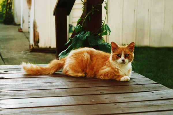 木のポーチに座っているオレンジ猫 — ストック写真