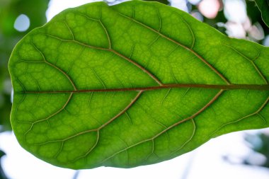 Yeşil yaprak viens ile yakın çekim