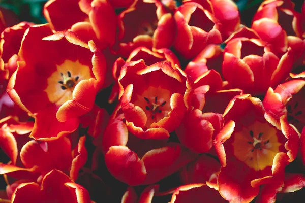 Koyu arkaplanda laleler.