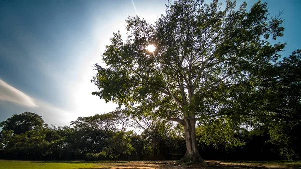 Ceiba Árvore Guatemala — Fotografia de Stock