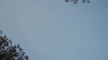 Şehirdeki ağaçların ve gökyüzünün panoramik görüntüsü