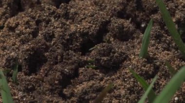 Yaşam alanlarında karıncaların zaman aşımı