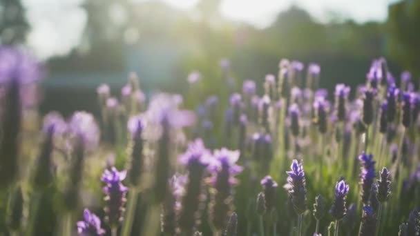 Bellissimi Fiori Lavanda Tramonto — Video Stock