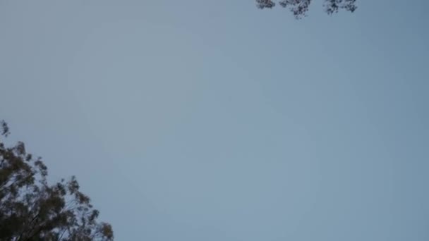 Panoramiczny Widok Drzewa Niebo Mieście — Wideo stockowe
