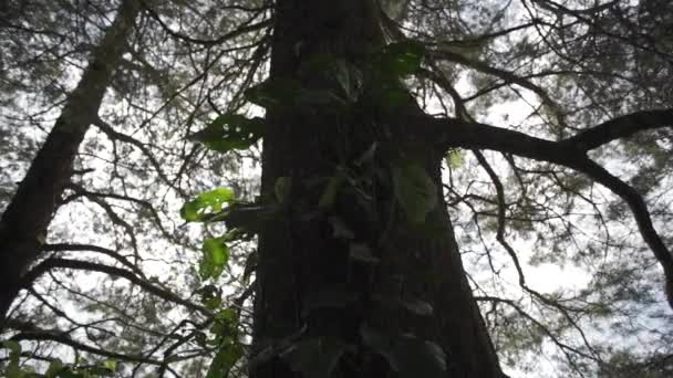 Flaer de lumière entre les arbres majestueux 