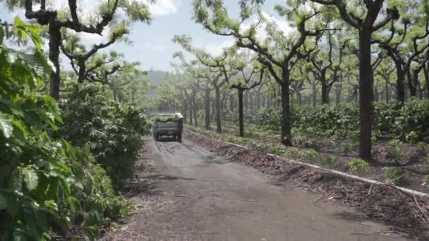 View Cultivated Coffee Plantation Guatemala — Stock Video