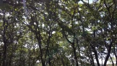 Görkemli ağaçların arasında uçan