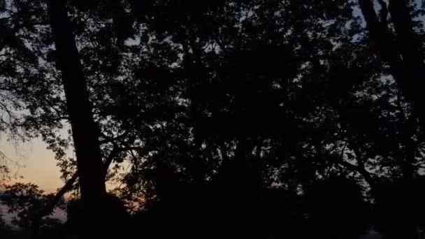 Achterlicht Tussen Bomen Kijkend Naar Een Prachtige Zonsondergang — Stockvideo