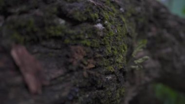 Ağacın kabuğundan doğanın dokusunu ve harikalarını gözlemliyorum.