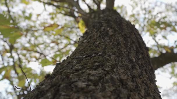 Regardant Les Détails Une Écorce Arbre — Video