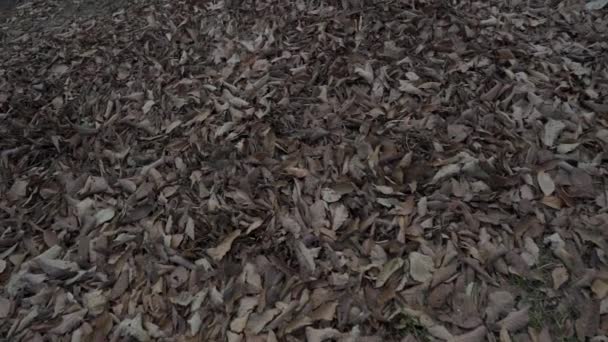 Automne Ses Merveilleuses Feuilles Sèches — Video