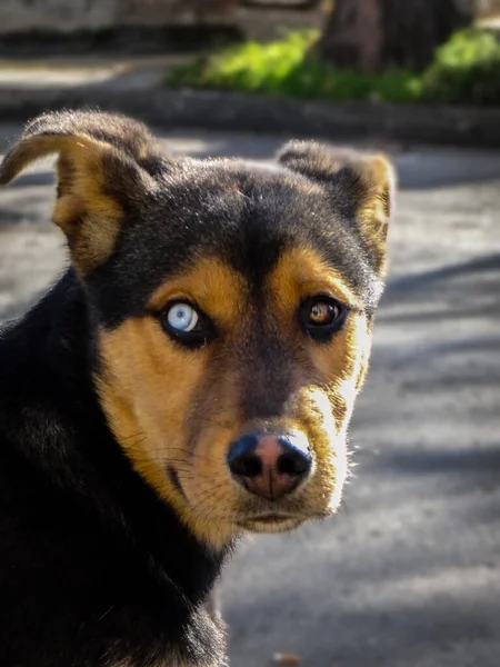 異なる虹彩色をしている異色腫の贈り物を持つ犬 — ストック写真