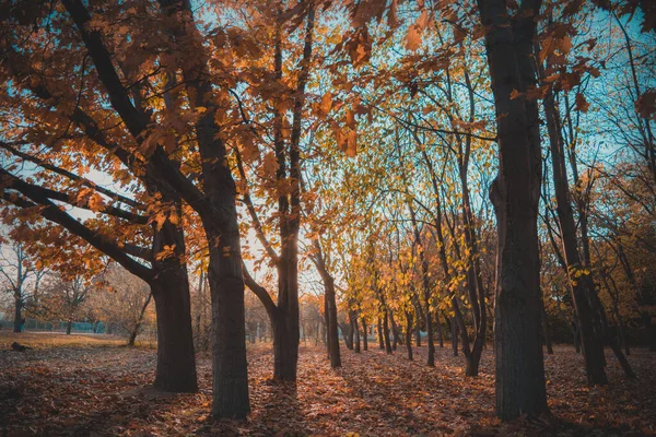 Peisaj Toamnă Frumos Îmbrăcat Apusul Soarelui — Fotografie, imagine de stoc