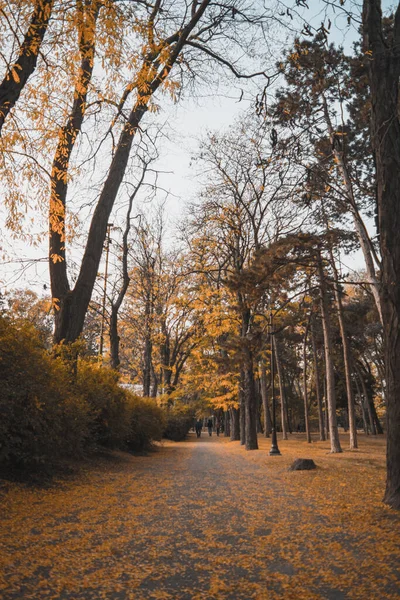 Altın yapraklarla kaplı güzel sonbahar manzarası.