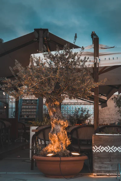 Pięknie Oświetlone Egzotyczne Drzewo Przed Restauracją Chmurami Tle — Zdjęcie stockowe