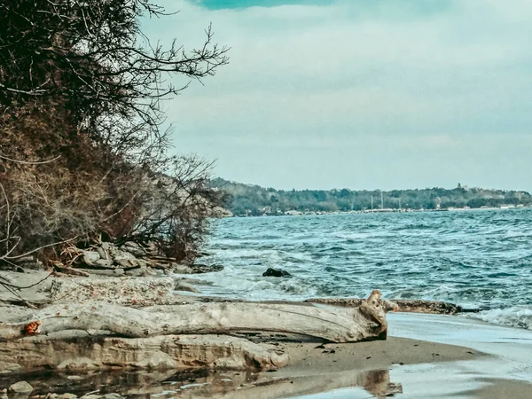 Yaz manzarası, denizin güzelliğini çalılar ve devrilmiş bir ağaçla gösteriyor..