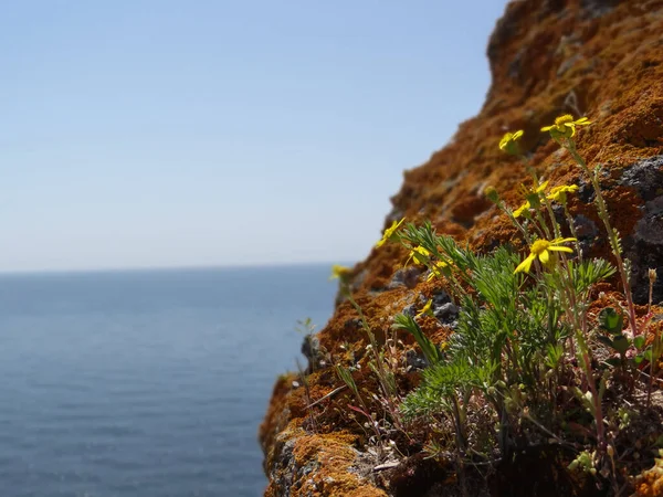 Kahverengi bir tepenin kenarında birkaç sarı çiçek yetişiyor..