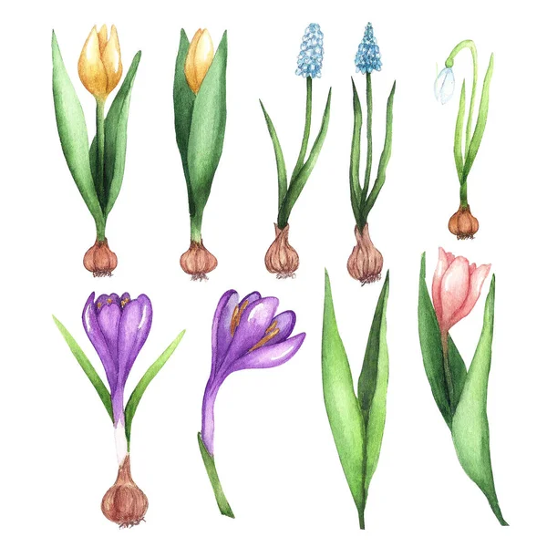 Zestaw Akwarelowych Wiosennych Kwiatów Tulipany Krokusy Muscari Elementy Izolowane Białym — Zdjęcie stockowe
