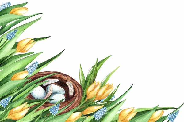 Υδατογραφία Απεικόνιση Πασχαλινή Κάρτα Κίτρινες Τουλίπες Μουσκάρι Και Φωλιά Αυγά — Φωτογραφία Αρχείου