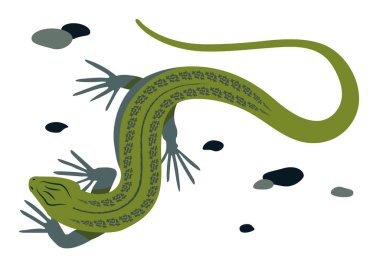 Yeşil kertenkele vektör çizimi. Uzun gövdeli ve kuyruklu sürüngen, dört bacaklı ve yeşil derili. Poster, web sitesi, kart tasarımı.