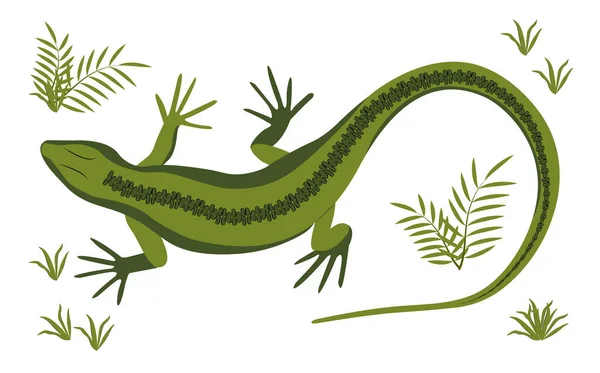 Illustration Vectorielle Lézard Vert Reptile Long Corps Queue Quatre Pattes — Image vectorielle