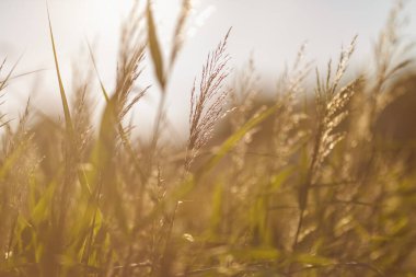 Doğal ışık parlayan çimenler. Doğa arkaplan kavramı