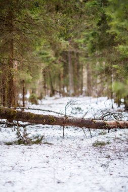 Ormandaki kar ve ağaçların görüntüsü. Kış manzarası