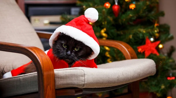 Noel Baba kostümlü siyah kedinin Noel ağacının arka planında çekilmiş fotoğrafı.