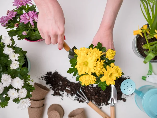 Photo of person transplanting flowers on table with soil, watering can, scoop