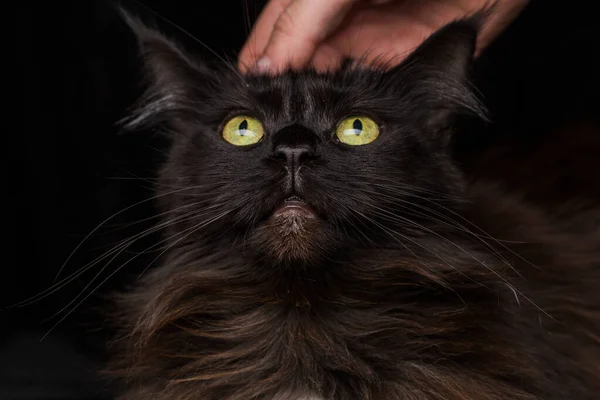 Studio Portrait Beau Chat Maine Coon Sur Fond Noir Peut — Photo