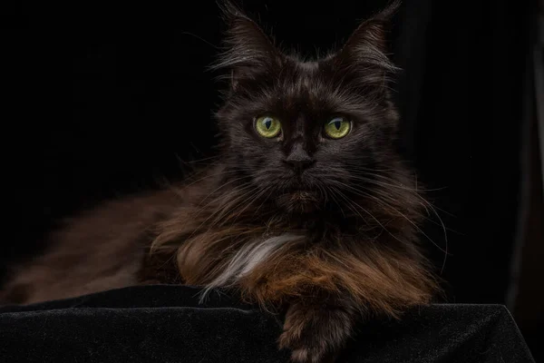 Studio Porträtt Vacker Maine Coon Cat Mot Svart Bakgrund Kan — Stockfoto