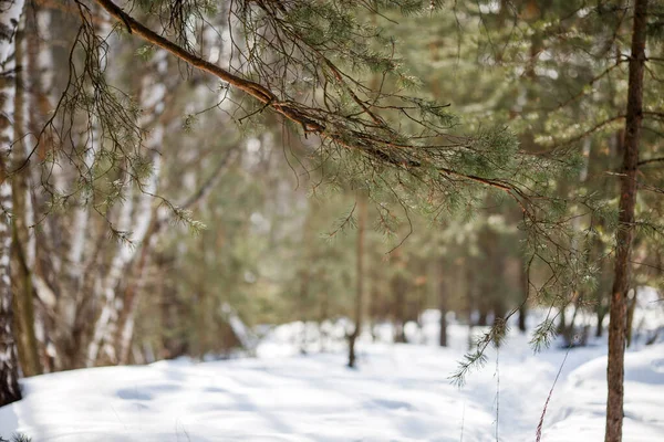 Imagem Rasto Neve Árvores Floresta Paisagem Inverno — Fotografia de Stock