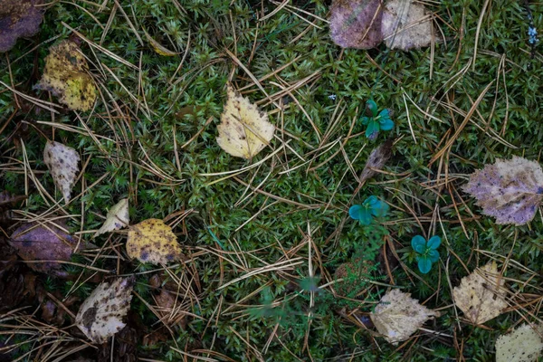 Fondo Hojas Otoño Cubierta Del Bosque Bajo Los Pies —  Fotos de Stock