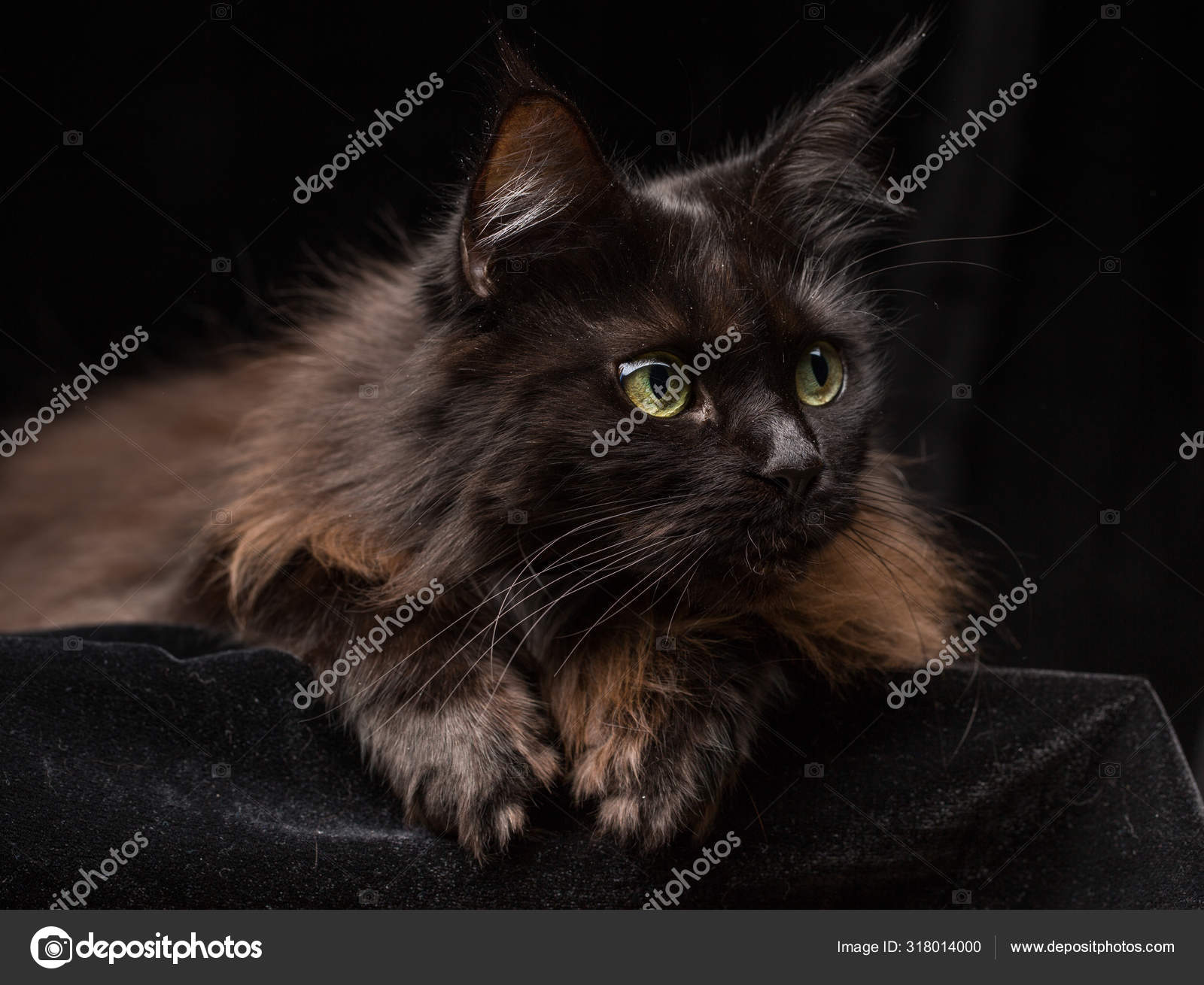 Studio Portrait Beautiful Maine Coon Cat Black Background Can Used Stock Photo Image By C Nuclear Lily